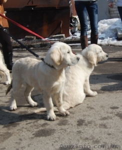 Продам подрощенных щенков золотистого ретривера #541202