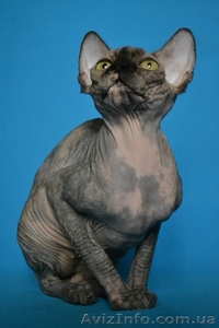 Красавица черепахового окраса из питомника Vip Person. Доставка #576426