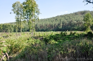 Продам землю в Гнедине под Киевом возможен торг  #593231