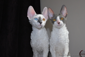 корниш рекс породистые котята #596021