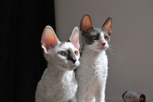 котята корниш-рекс #596486