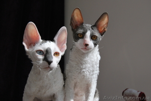 !!! корниш-рекс!!! породистые котята #596076