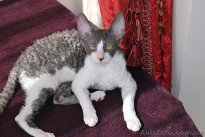 корниш-рекс котята !!! #596051