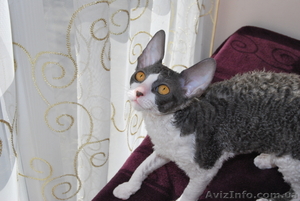 корниш-рекс котята #596118