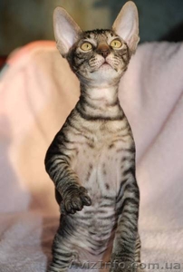 Котята породы корниш рекс,  в продаже,  Киев #603931