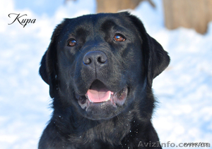 Срочно недорого высокопородные щенки лабрадора #562613