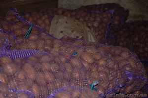 Продам картофель оптом разных сортов #578566