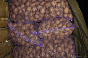 Продам Картофель от производителя #567507