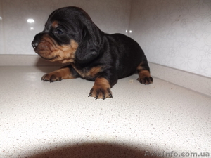 Таксы стандартные #569838