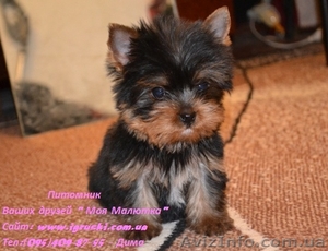 Эксклюзивные щеночки йоркширского терьера #565672
