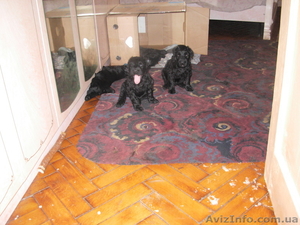 Плановые щенки чёрного терьера в Харькове #592468