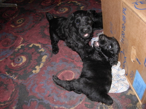 Плановые щенки ЧЁРНОГО ТЕРЬЕРА #594870