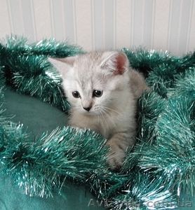 Волшебные кошки  #518581