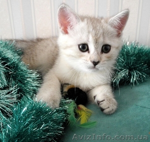 Котята серебристая шиншилла #564330