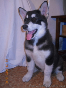 Щенки ездовой собаки Маламута  #600955