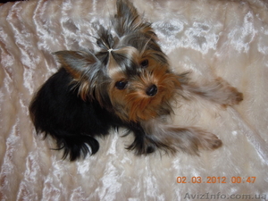 Йоркширский терьер (девочка) ищет хозяина #572518