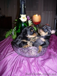 Продаются щенки Той-Терьера  #570333