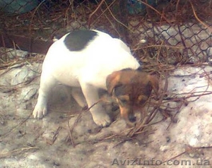 Щеночки в хорошие руки #580939