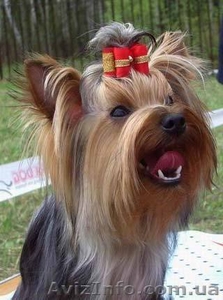 приглашаем на ВЯЗКУ! Йорк #586280