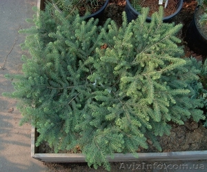 Ель черная Nana Cо 3  Ландшафтный дизайн, озеленение   #583852