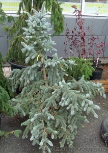 Ель колючая Glauca form.  Ландшафтный дизайн, озеленение   #583845