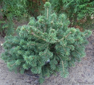  Ель обыкновенная Maxwellii Co 10  Ландшафтный дизайн, озеленение   #575738