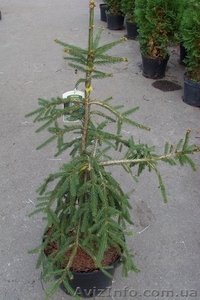 Ель обыкновенная Rottenhause Co 15  Ландшафтный дизайн, озеленение   #575739