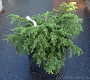  Ель обыкновенная Nidiformis Co 7, 5  Ландшафтный дизайн, озеленение   #578929