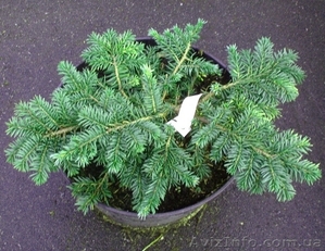  Ель обыкновенная Waldbrund Co 5  Ландшафтный дизайн, озеленение   #579051