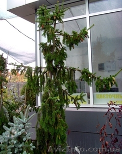  Ель обыкновенная Pendula Major Co 220 (250-275)  Ландшафтный дизайн, о #583850