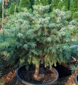  Ель сербская Nana Со 10 (40 Pa)  Ландшафтный дизайн, озеленение   #579054