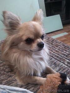 кобель чихуахуа для вязки #604872