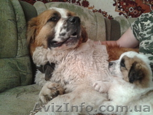 чудные щеночки московской сторожевой #583061