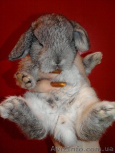 Декоративные вислоухие крольчата #599063