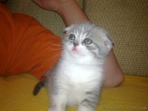 шотландские биколор котята #563028