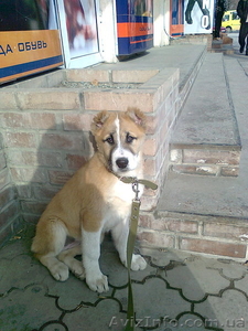 Среднеазиатская овчарка #575778