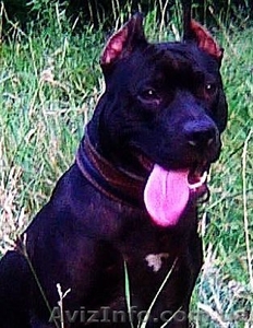 Чистокровные щенки американского пит-бультерьера   #589260