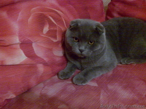 вязка кошек (шотландский вислоухий) #563768