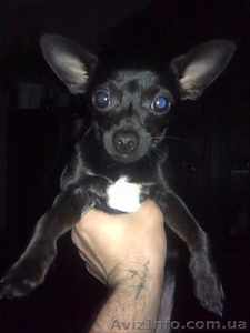 ЧИХУАХУА кобель вязка #560814