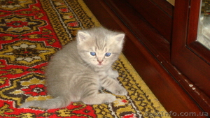 Британские чистокровные котята (мальчики) #591954