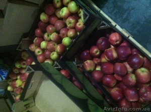 яблоки оптом из Польши #569889