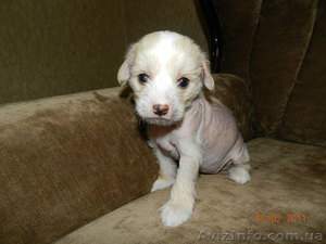 Китайская хохлатая девочка #591853