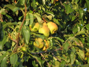 Продам 2-х эт. дачу (р-н «Питомник»,  за Русской Лозовой) #595628