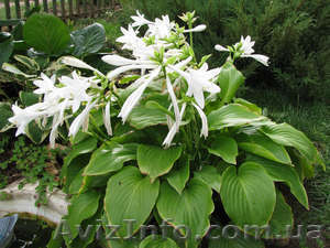 Продам хосту подорожниковую. для озеленения #587698