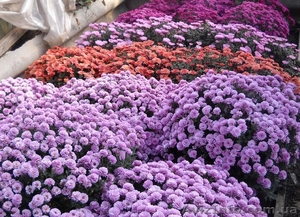 Посадочный материал, семена, черенки, саженцы. #560509