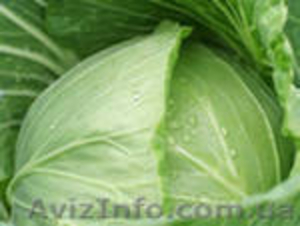 Продам капусту белокачанную оптом #578948
