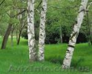 Земля под строительство.супер предложение. #580415