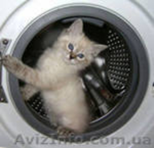 Ремонт стиральных машин и бойлеров  #501833