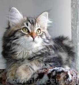 Самый большой выбор котят в центре Киева! #593534