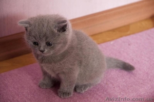 Британские чистокровные котята #584554